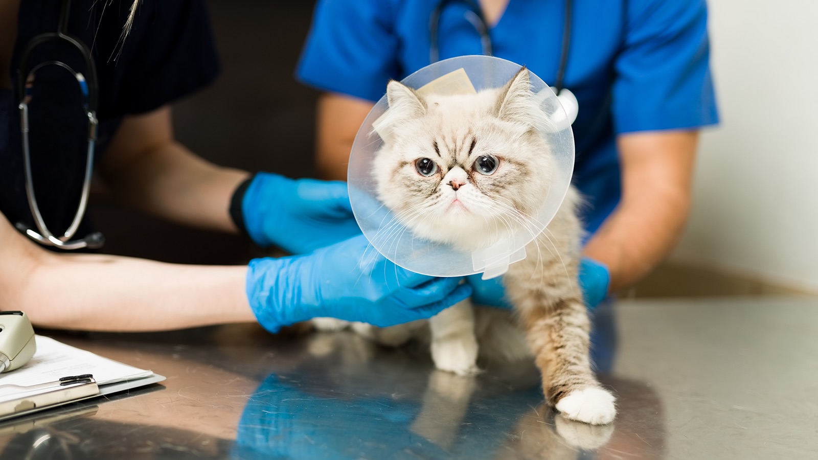 MoneyX blog — Poket 'Rabak' Setiap Kali Anak Bulu Sakit? Mungkin Dah Sampai Masa Ambil Insurans Kucing!